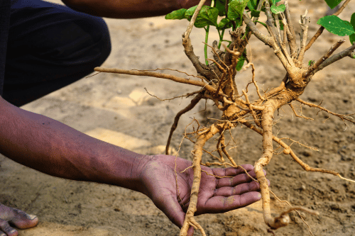 Ashwagandha Ashwagandha For Kids